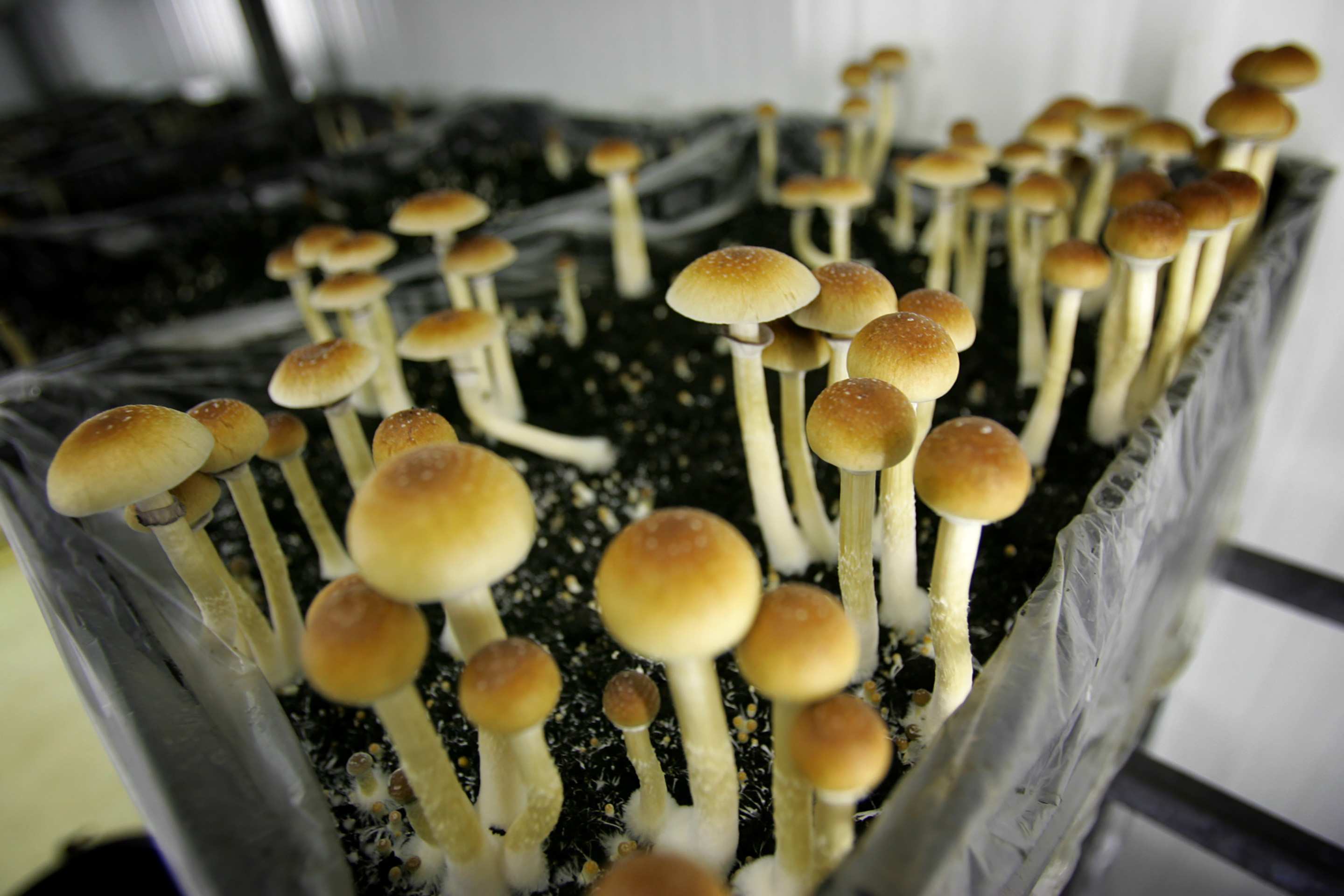 Magic mushroom (champignon magique) is a product in great demand