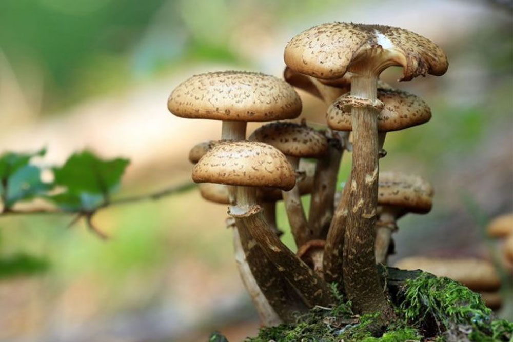 Right now, the benefits of consuming psilocybecubensis are many