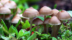 Knowing the benefits of buying magic mushrooms online